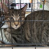 2023年9月17日古河店に参加する一般社団法人にゃんこの大冒険の保護猫14