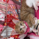 2023年9月10日瑞穂店に参加する一般社団法人またたび家の保護猫01