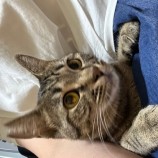 2023年9月10日瑞穂店に参加する一般社団法人またたび家の保護猫02