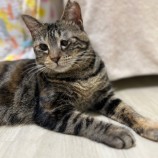 2023年9月10日瑞穂店に参加する一般社団法人またたび家の保護猫06