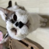 2023年9月10日瑞穂店に参加する一般社団法人またたび家の保護猫07