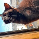 2023年9月10日瑞穂店に参加する一般社団法人またたび家の保護猫09