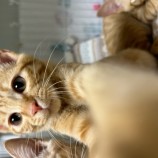 2023年9月10日瑞穂店に参加する一般社団法人またたび家の保護猫10