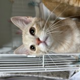 2023年9月10日瑞穂店に参加する一般社団法人またたび家の保護猫11