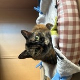 2023年9月10日瑞穂店に参加する一般社団法人またたび家の保護猫12