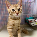 2023年9月10日瑞穂店に参加する一般社団法人またたび家の保護猫13