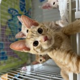 9月24日荒瑞穂店に参加する一般社団法人またたび家の保護猫01