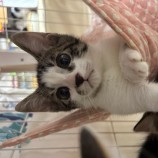 9月24日荒瑞穂店に参加する一般社団法人またたび家の保護猫02