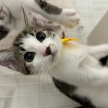 9月24日荒瑞穂店に参加する一般社団法人またたび家の保護猫03