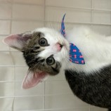 9月24日荒瑞穂店に参加する一般社団法人またたび家の保護猫04