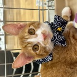 9月24日荒瑞穂店に参加する一般社団法人またたび家の保護猫05