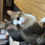 9月24日荒瑞穂店に参加する一般社団法人またたび家の保護猫06