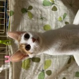 9月24日荒瑞穂店に参加する一般社団法人またたび家の保護猫07