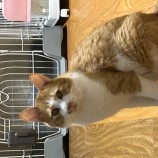 9月24日荒瑞穂店に参加する一般社団法人またたび家の保護猫08