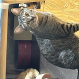 9月24日荒瑞穂店に参加する一般社団法人またたび家の保護猫09