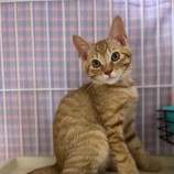 9月24日荒瑞穂店に参加する一般社団法人またたび家の保護猫10