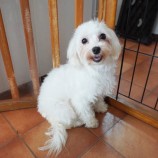 10月1日荒瑞穂店に参加するDog famの保護犬01