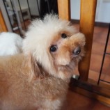 10月1日荒瑞穂店に参加するDog famの保護犬03