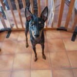 10月1日荒瑞穂店に参加するDog famの保護犬05