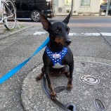 10月1日荒瑞穂店に参加するDog famの保護犬06