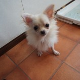 10月1日荒瑞穂店に参加するDog famの保護犬07