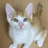 10月1日瑞穂店に参加する猫レンジャーの保護猫14