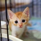 9月23日幸手店に参加するNPO法人Happy-Wildcatsの保護猫03