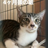 10月8日荒川沖店に参加するTeam.ホーリーキャットの保護猫05
