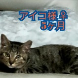10月8日荒川沖店に参加するTeam.ホーリーキャットの保護猫09