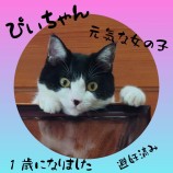 10月8日荒川沖店に参加するTeam.ホーリーキャットの保護猫11
