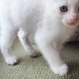 10月22日荒川沖店に参加する犬猫物語の保護猫05