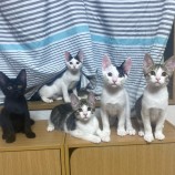10月22日千葉店に参加するねこけん千葉支部の保護猫10