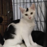 10月15日千代田店に参加するアニマルフレンドの保護猫03