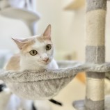 10月7日ひたちなか店に参加するNPO法人動物愛護団体LYSTAの保護猫06