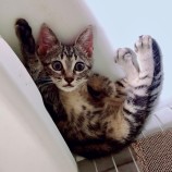 10月8日ひたちなか店に参加するネコスペ事務局の保護猫01