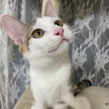 10月8日ひたちなか店に参加するネコスペ事務局の保護猫02