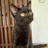 10月8日ひたちなか店に参加するネコスペ事務局の保護猫04