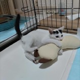 10月8日ひたちなか店に参加するネコスペ事務局の保護猫05