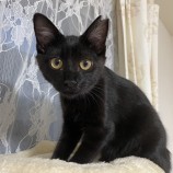 10月8日ひたちなか店に参加するネコスペ事務局の保護猫07