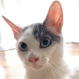 10月8日ひたちなか店に参加するネコスペ事務局の保護猫08