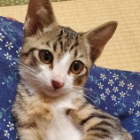 10月8日ひたちなか店に参加するネコスペ事務局の保護猫10