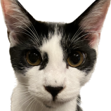 10月8日ひたちなか店に参加するネコスペ事務局の保護猫12