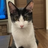 10月8日ひたちなか店に参加するネコスペ事務局の保護猫14