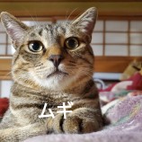 10月8日ひたちなか店に参加するネコスペ事務局の保護猫15