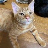 10月8日ひたちなか店に参加するネコスペ事務局の保護猫16