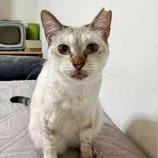 10月8日ひたちなか店に参加するネコスペ事務局の保護猫17