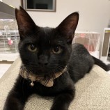 10月8日ひたちなか店に参加するネコスペ事務局の保護猫18