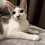 10月8日ひたちなか店に参加するネコスペ事務局の保護猫19