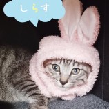 10月8日ひたちなか店に参加するネコスペ事務局の保護猫20