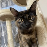 10月8日ひたちなか店に参加するネコスペ事務局の保護猫22